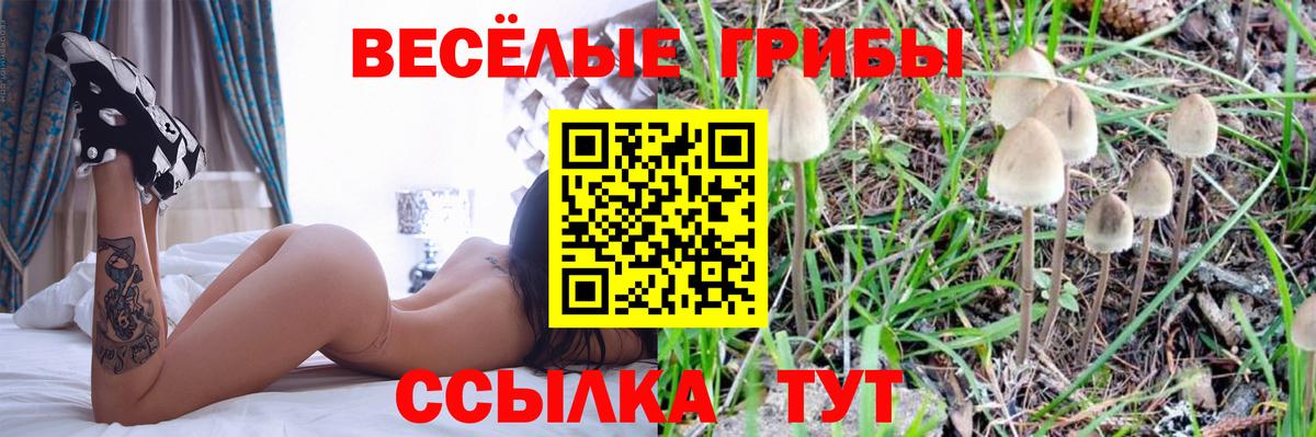 Псилоцибиновые грибы Psilocybe Донской